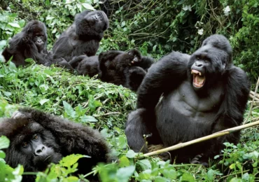 Where to go gorilla trekking?