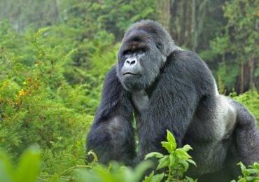 Is gorilla trekking dangerous?