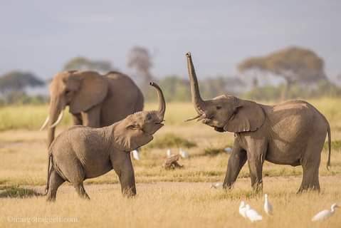 elephants