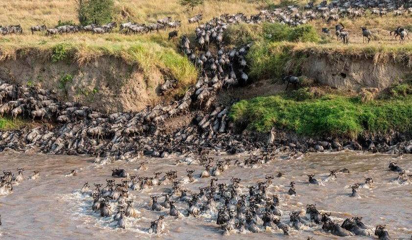 wildebeest migration