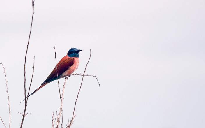 Northern Carmine bee-eater